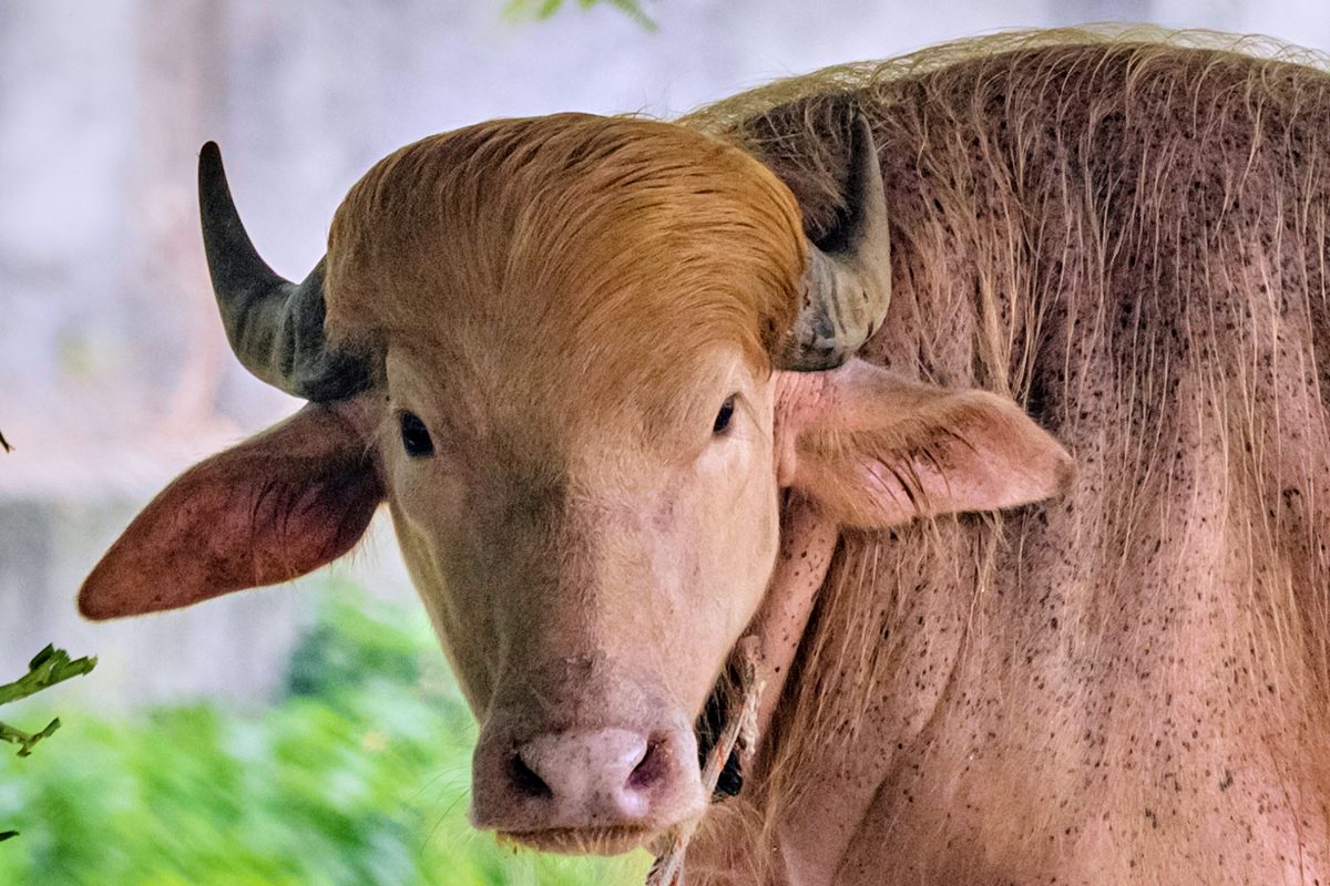 Albino Buffalo Named After Trump Draws Massive Crowds at Bangladesh Zoo