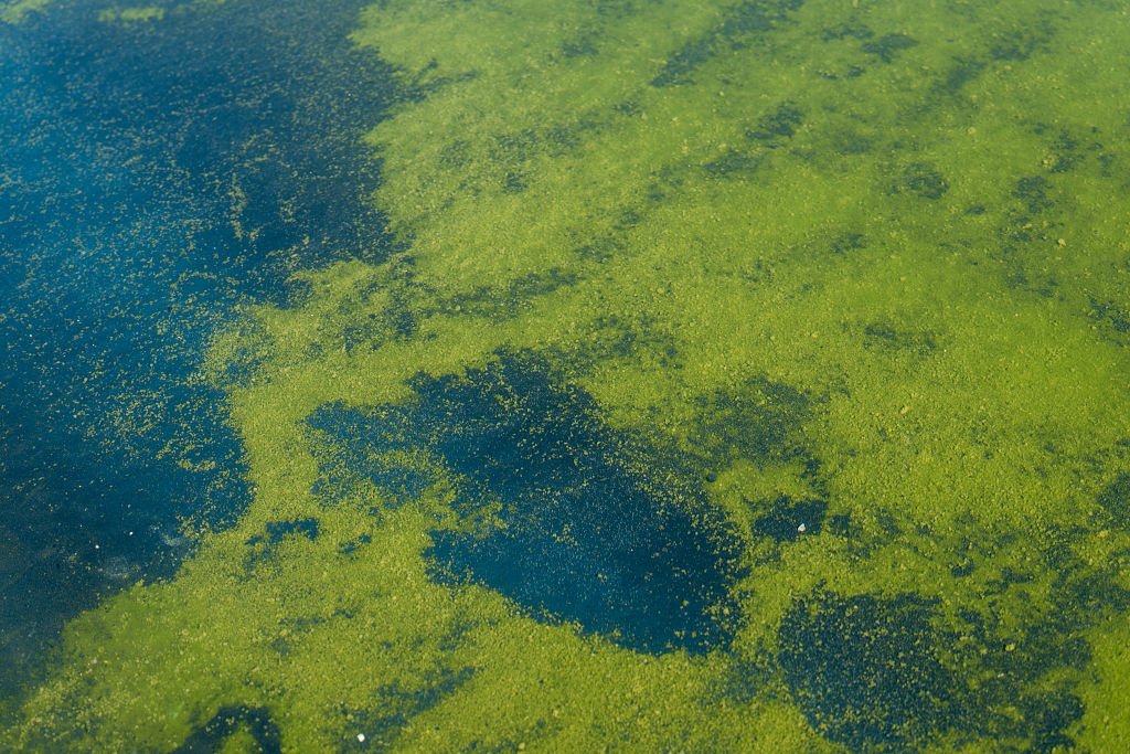 Algae Bloom Mars Trump's $14M Reflecting Pool Renovation