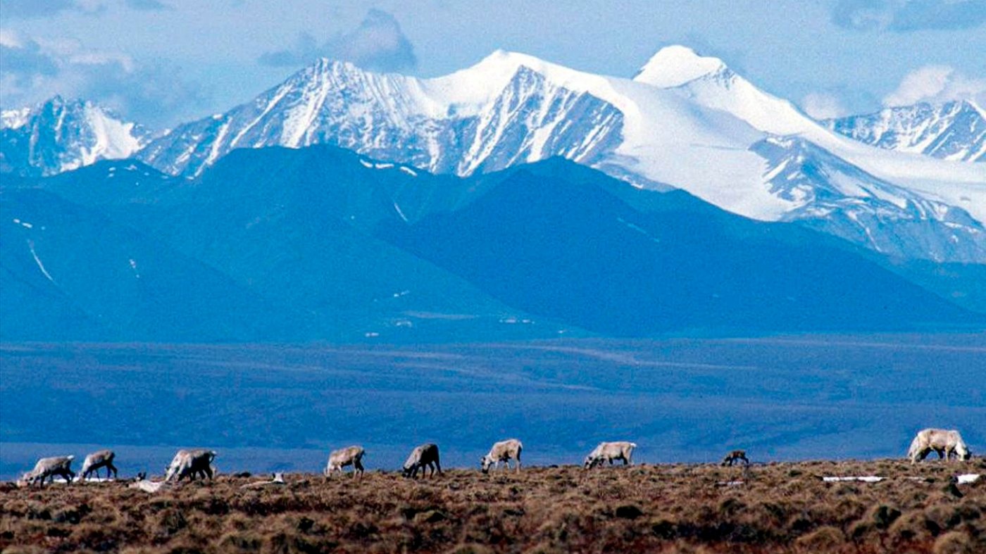 Arctic Refuge Lease Sale Threatens Sportsmen's Heritage, Critics Warn