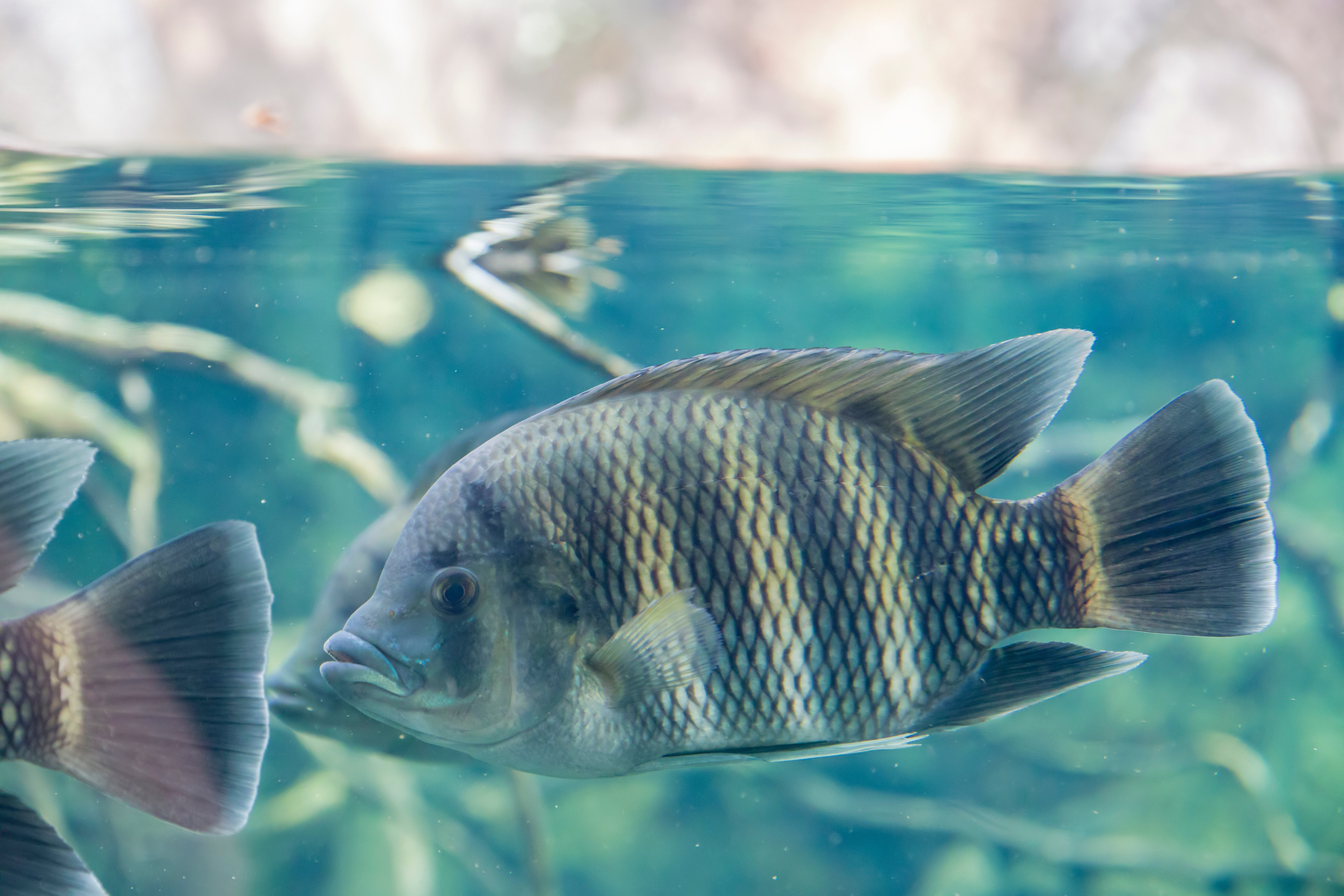 Bipartisan Bill Seeks Science-Based Rules for Ocean Aquaculture, Not Political Whims