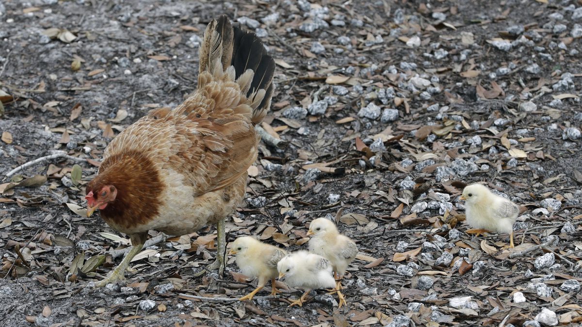 CDC Warns of Drug-Resistant Salmonella Outbreak Linked to Backyard Poultry, Dozens Infected