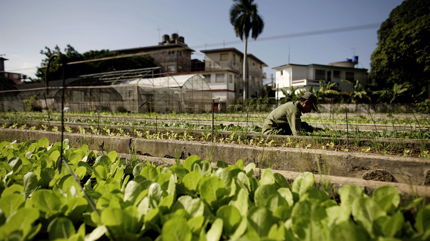 Cyclospora outbreak tied to tainted lettuce expands to 15 states, FDA says