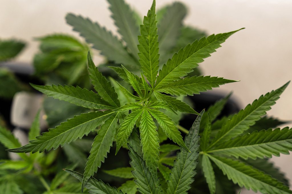 DEA Hearings Begin on Marijuana Rescheduling, But Critics Say It Falls Short