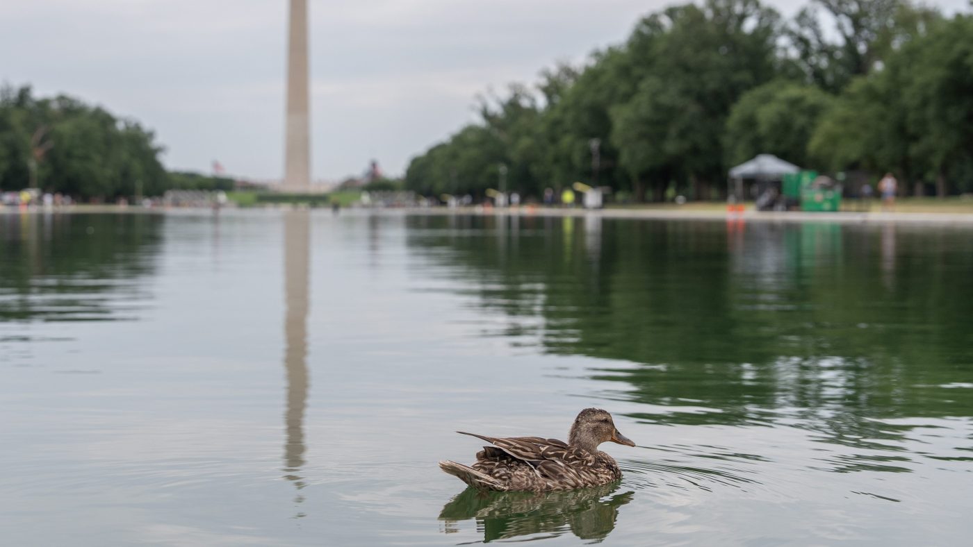 Dead Duckling in Reflecting Pool Raises Questions About $13M Renovation