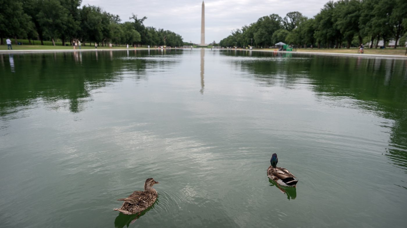Dead Ducks Found Near Reflecting Pool as Trump Renovation Woes Mount