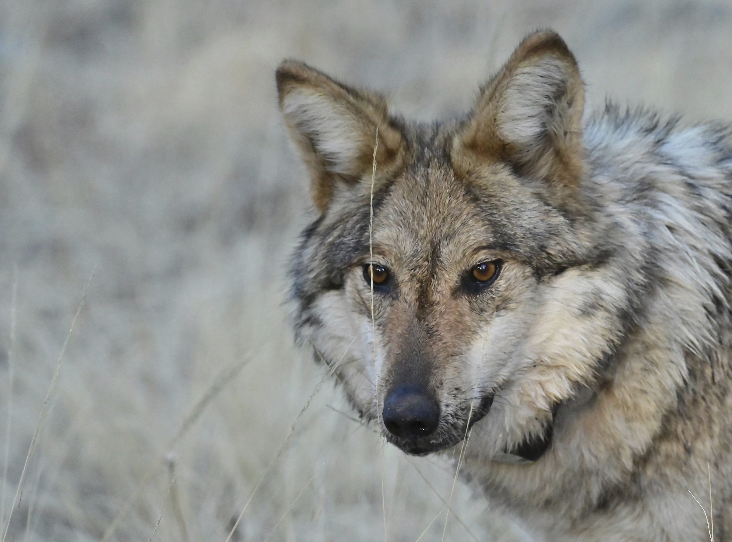 Environmental Groups Sue Trump Over Endangered Species Habitat Rollback