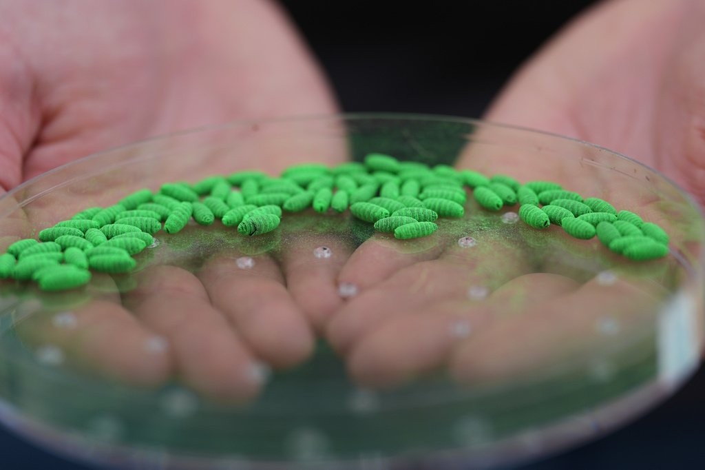 FDA Greenlights Emergency Screwworm Drug for Pets as Outbreak Spreads