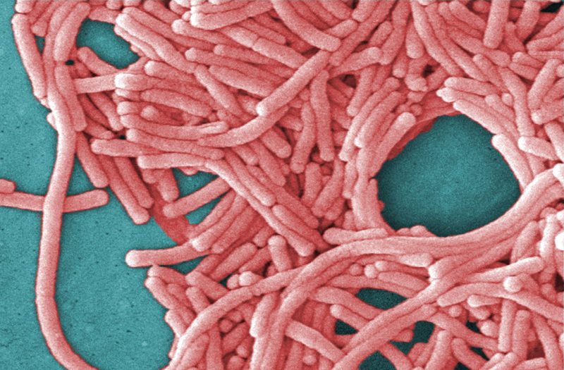 Fifth Death in NYC Legionnaires' Outbreak as 82 Cases Confirmed