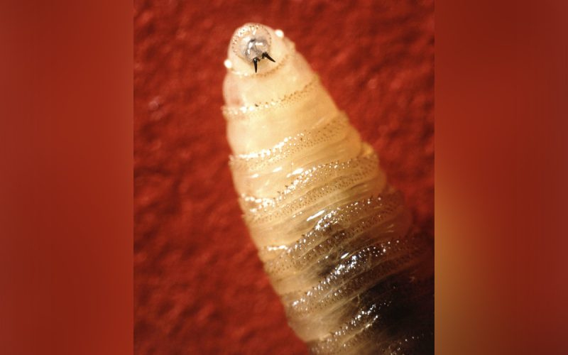 Flesh-Eating Screwworm Returns to US, Infecting Pets and Livestock in Texas and New Mexico