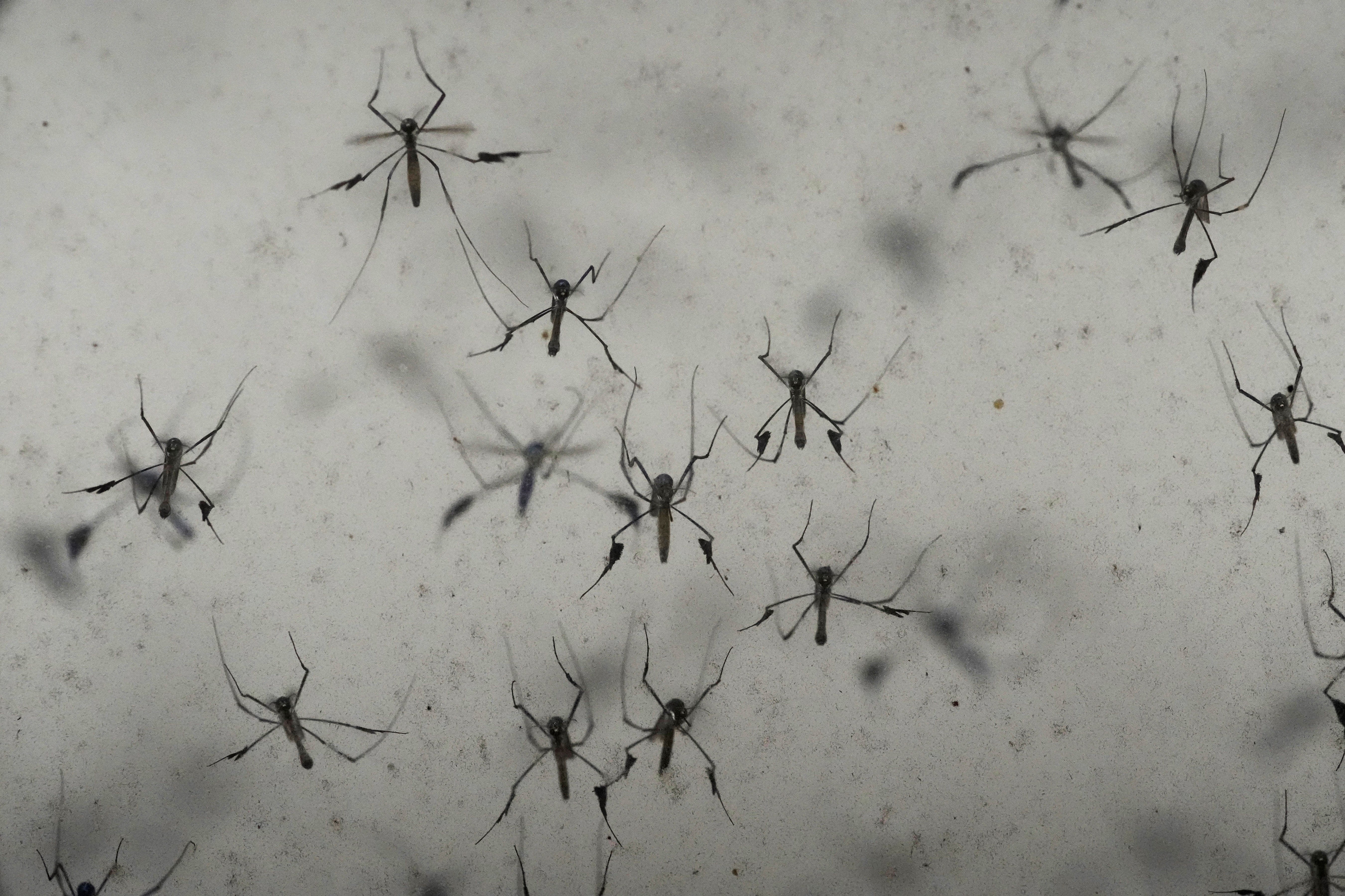 Florida dengue outbreak reaches 252 cases, largest in decades