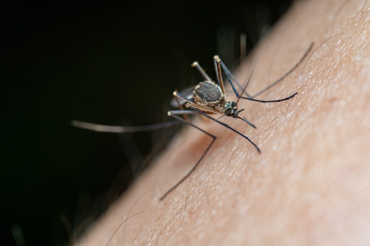 Florida's Dengue Outbreak Expands to New Counties as Cases Top 400