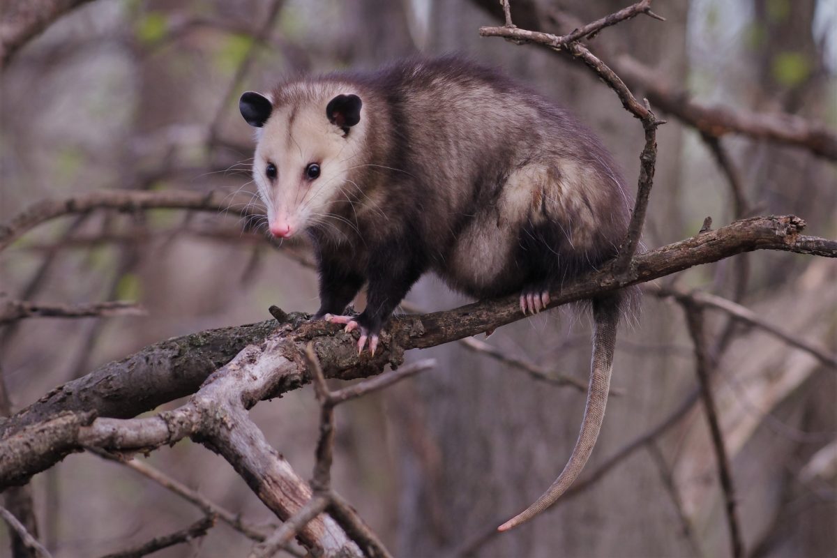 Florida Scientists Use GPS-Tagged Opossums to Hunt Invasive Pythons