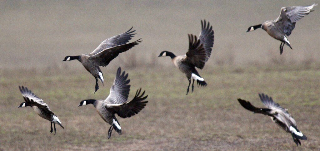 FWS Proposes Record Expansion of Hunting and Fishing on 92 Million Acres