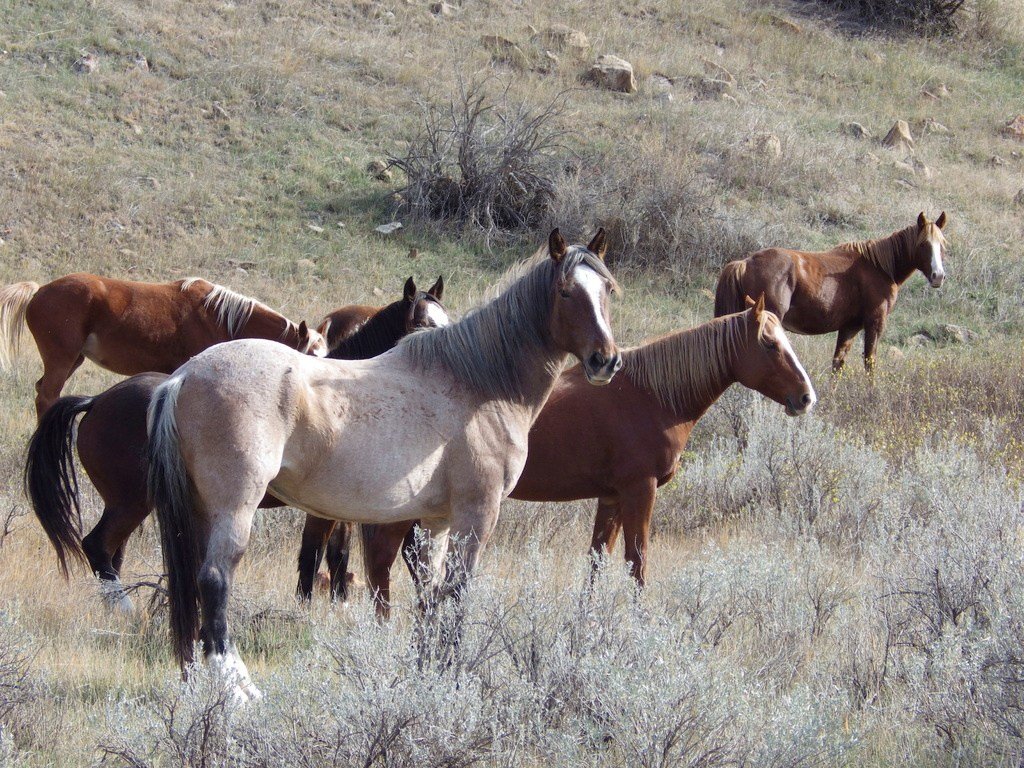 GAO Review Sought as BLM Wild Horse Sales Surge, Slaughter Loophole Persists