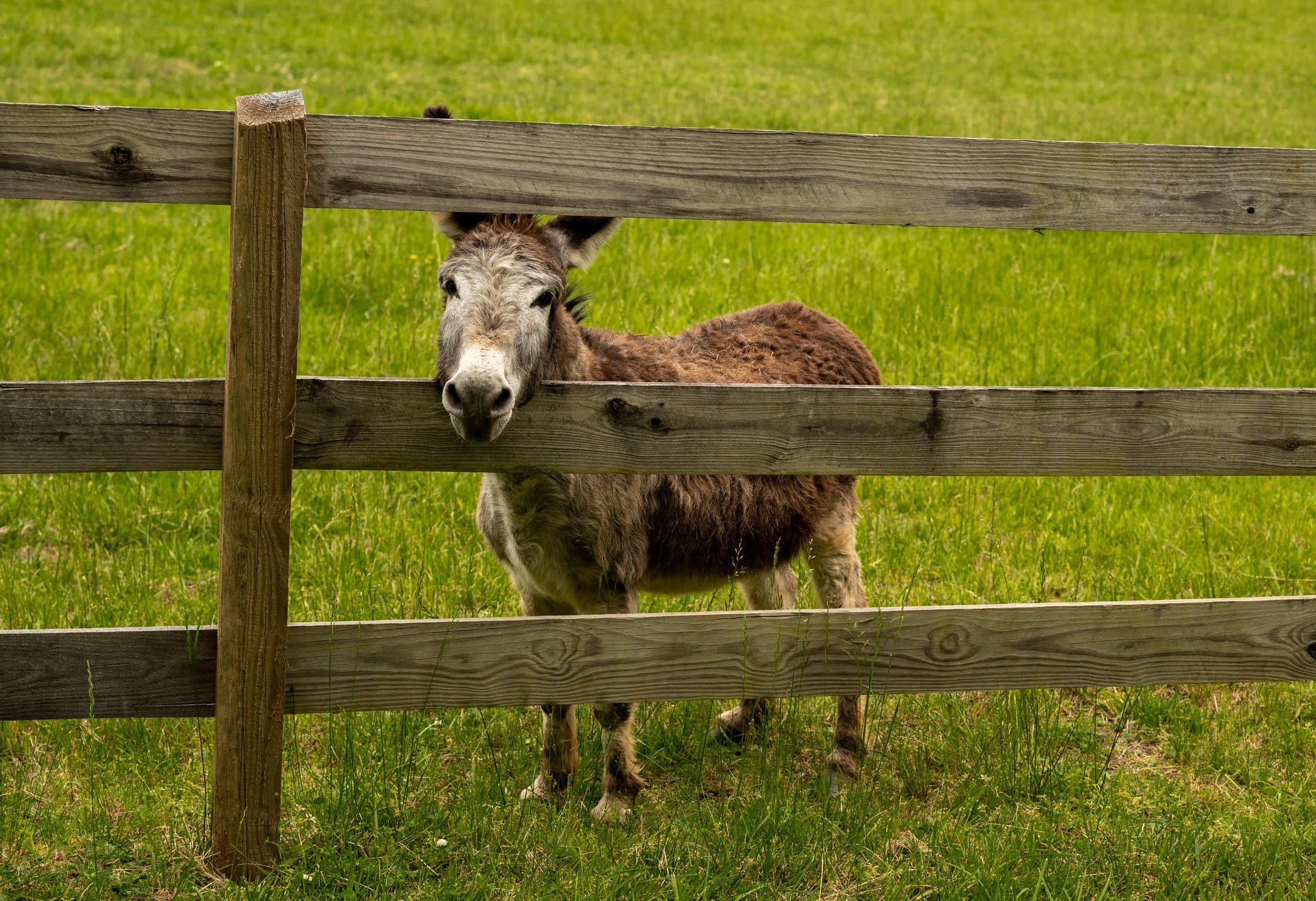 Georgia Officer Fatally Shoots Donkey During Search for Missing Child