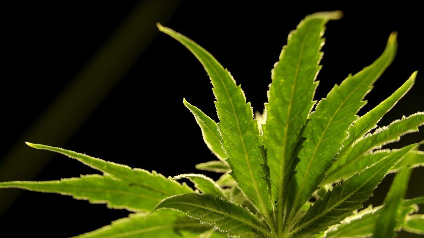 GOP Senators Press DOJ on Chinese Grip on U.S. Cannabis Trade