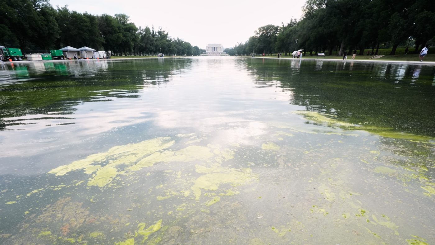 Green Algae Returns to Reflecting Pool Days After Trump's $13M Renovation
