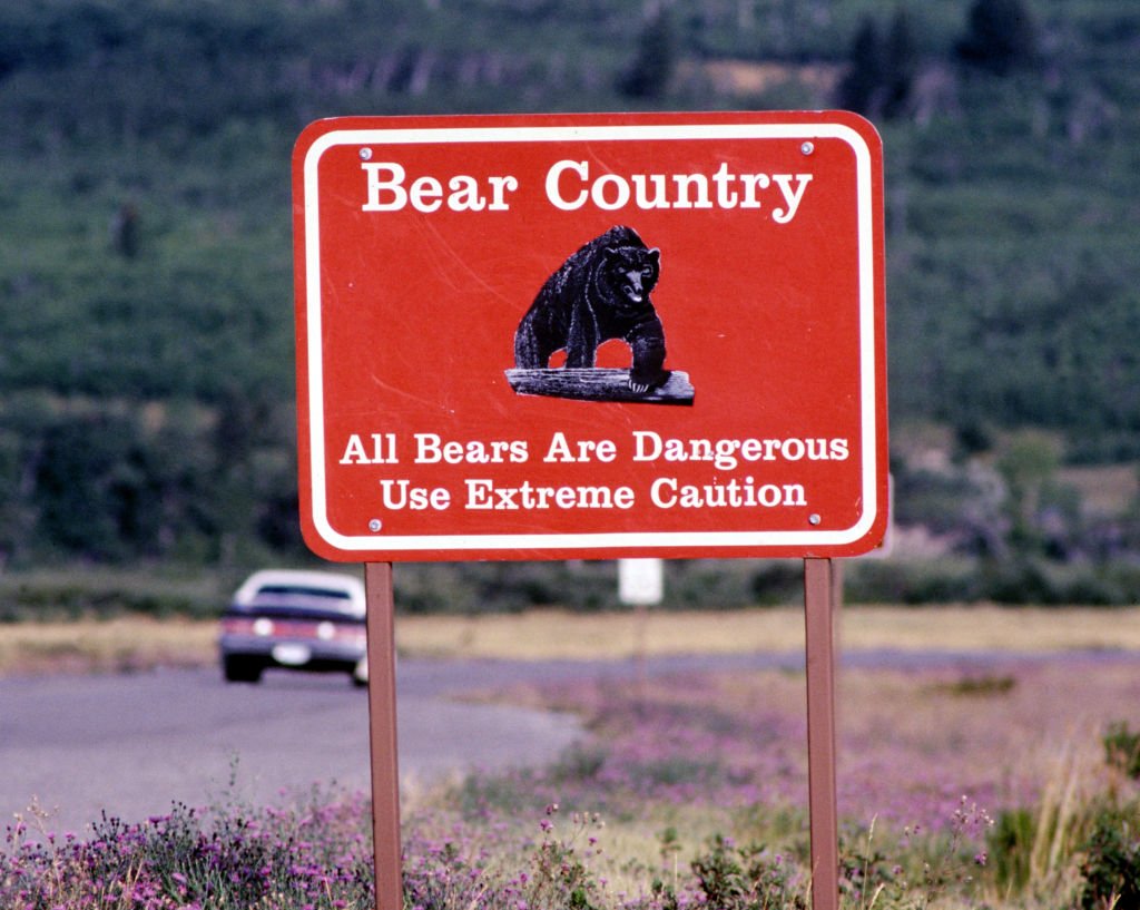 Grizzly Bear Kills Florida Hiker in Glacier National Park, First Fatal Attack in 27 Years