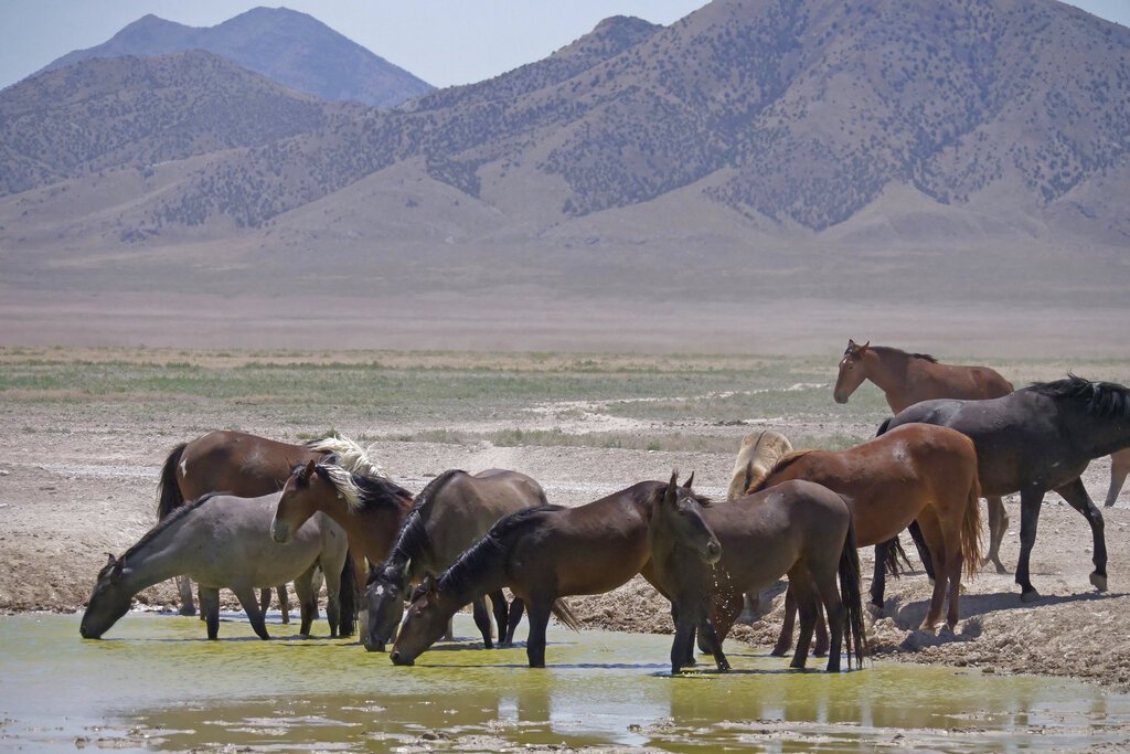 House Farm Bill Provision Could Nullify State Bans on Horse Slaughter