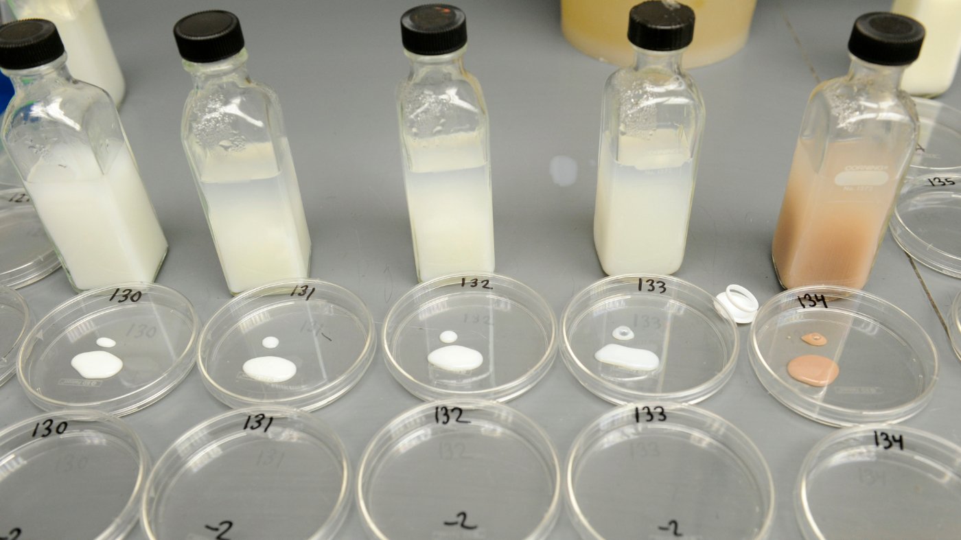 How a Gilded Age Philanthropist's Milk Crusade Forged a Public Health Model Now at Risk