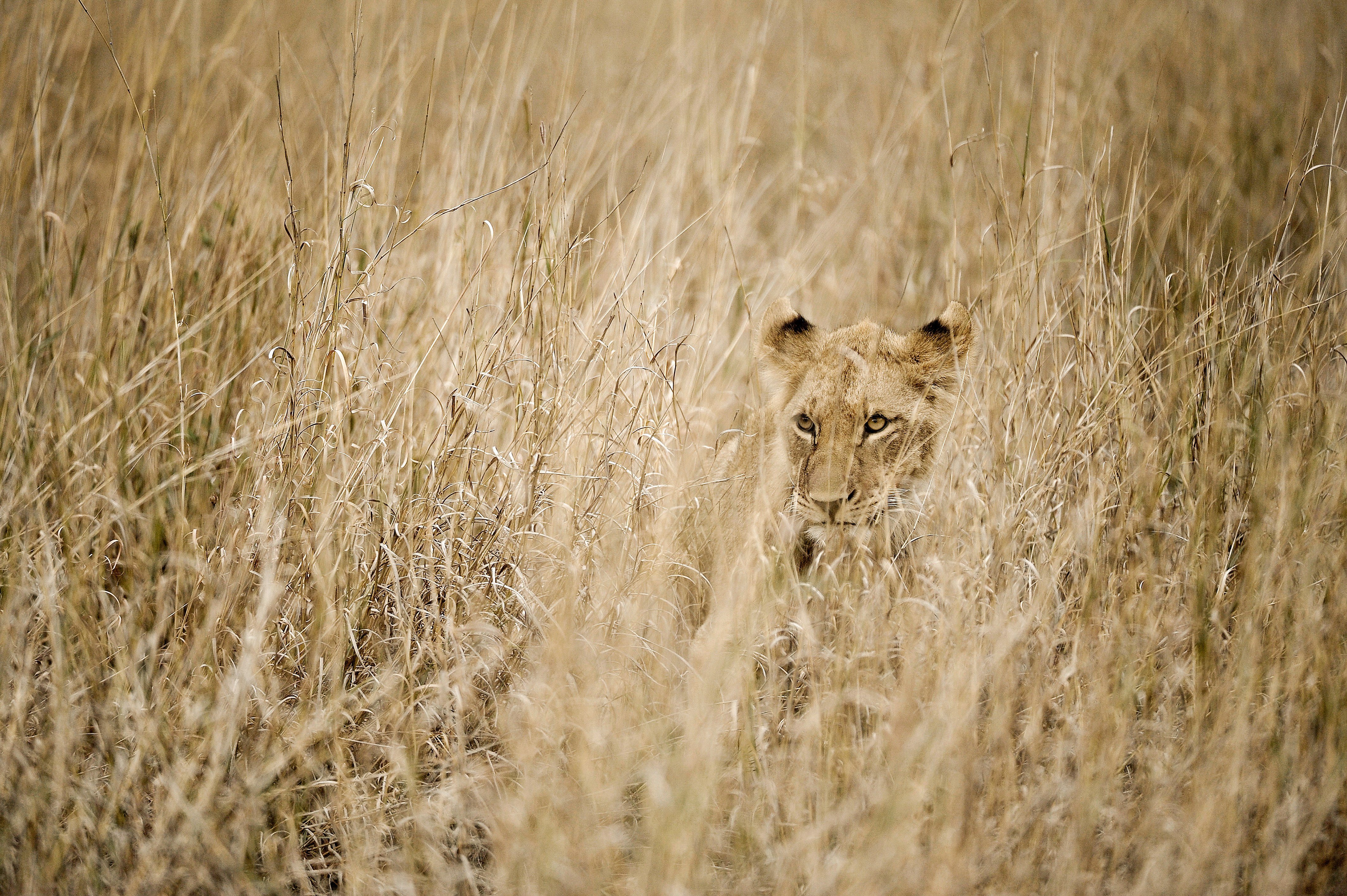 Indiana authorities search for reported lion and cub spotted near Madison County