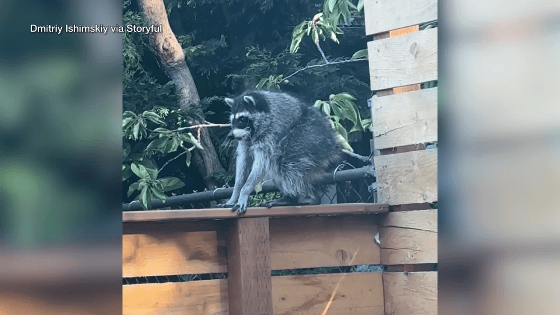 Jimothy the Odd-Shaped Raccoon Captures Social Media and TV Screens