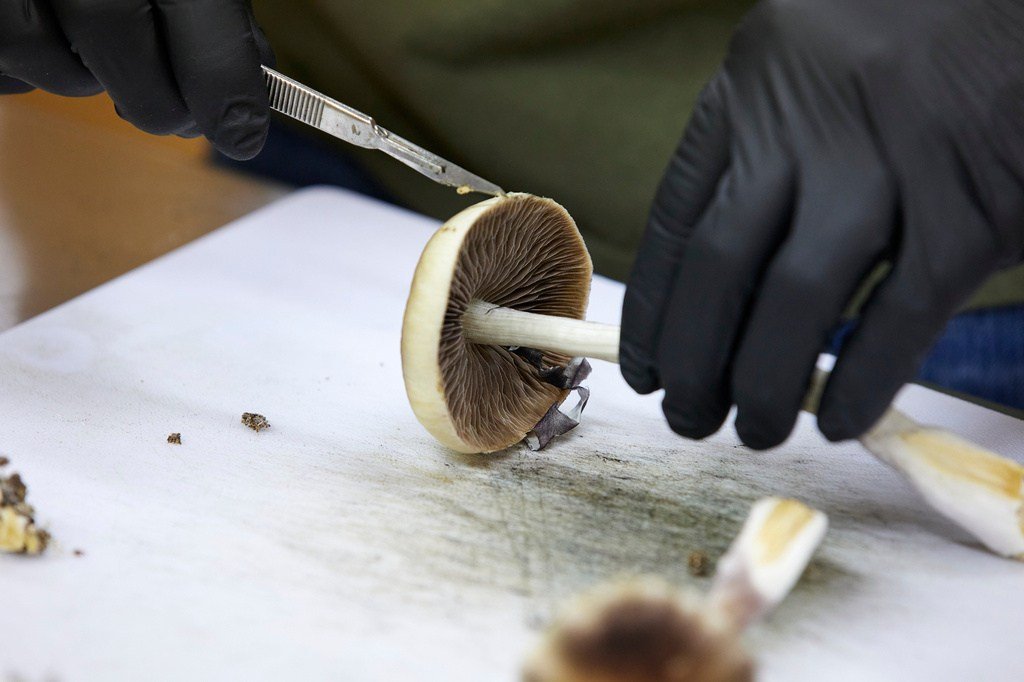 Lawmakers Push for Federal Framework to Regulate Psychedelic Therapies