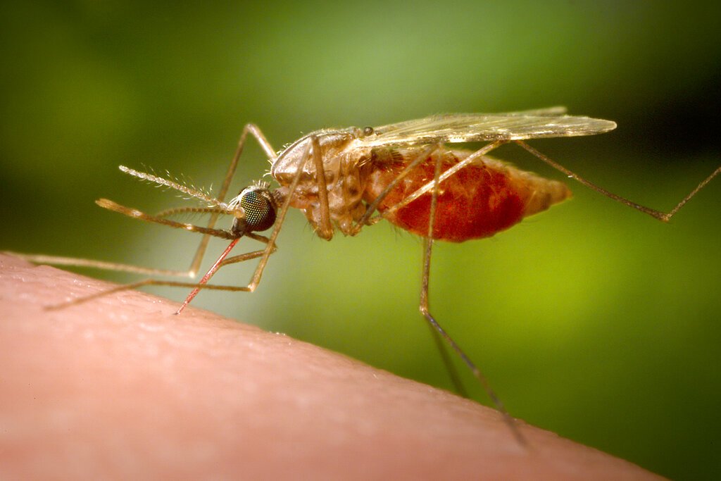 Malaria Resurgence Threatens Global Gains; U.S. Leadership Crucial