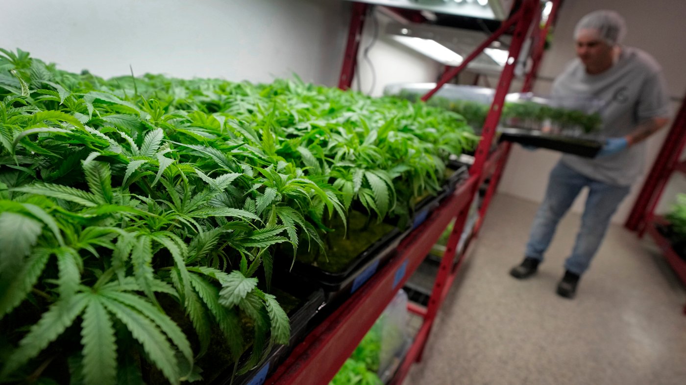 Medical Marijuana Rescheduling Demands Sweeping Federal Policy Overhaul