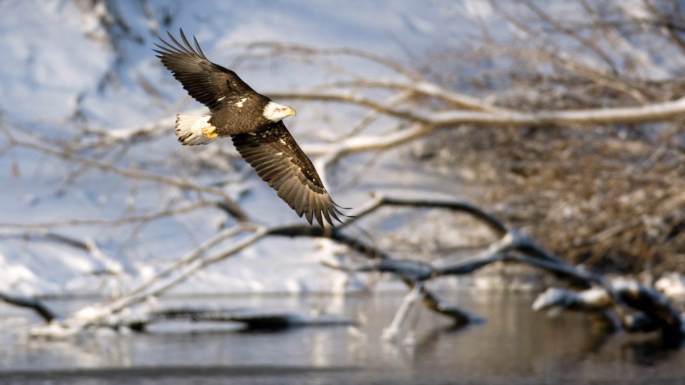 Permitting Reform Must Not Gut Endangered Species Act