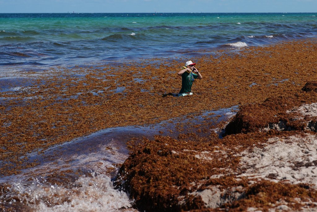 Record Sargassum Blob Chokes Florida Beaches; Texas and Louisiana Brace for Impact
