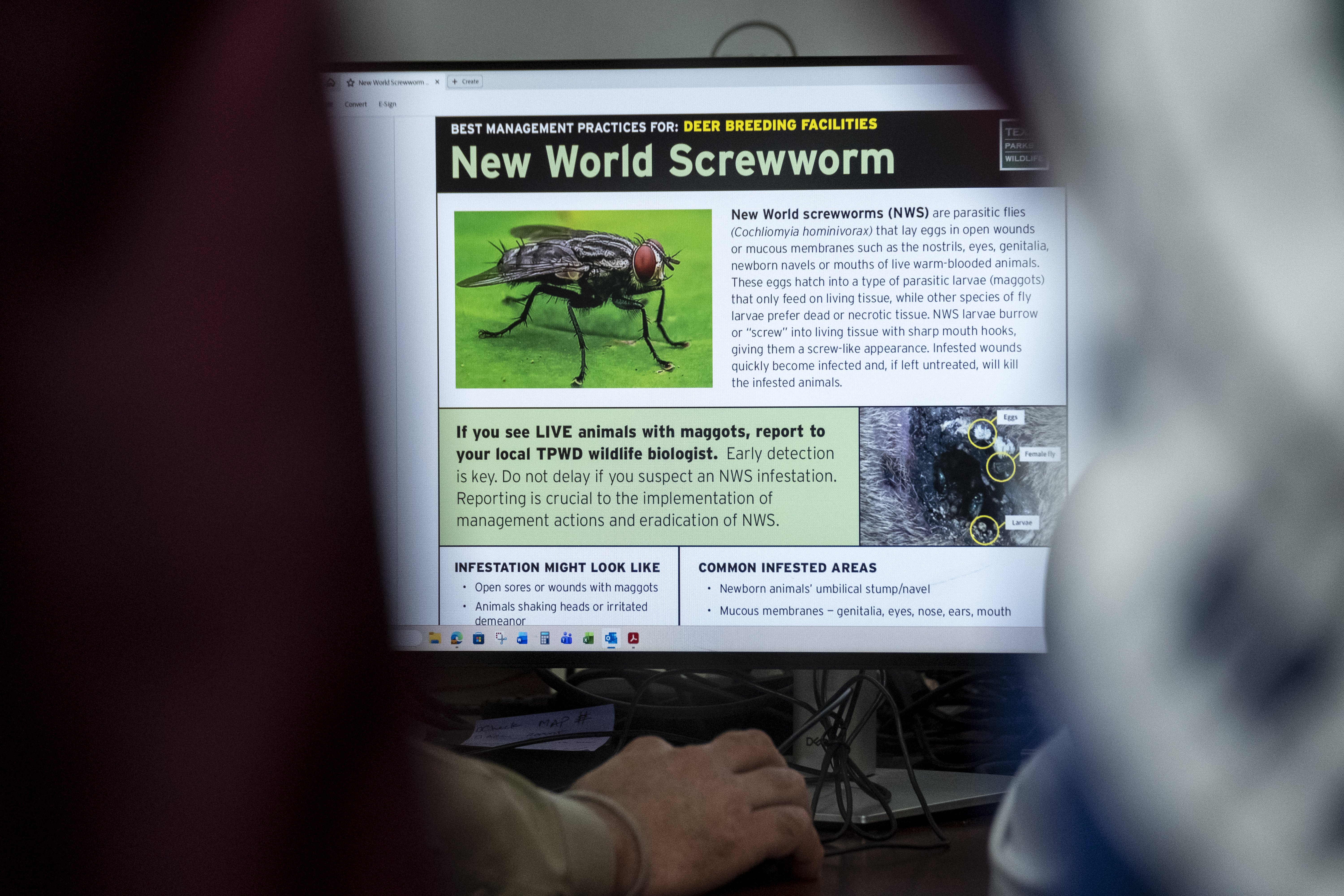 Screwworm Outbreak Expands in Texas: Map Tracks Livestock Cases Since June