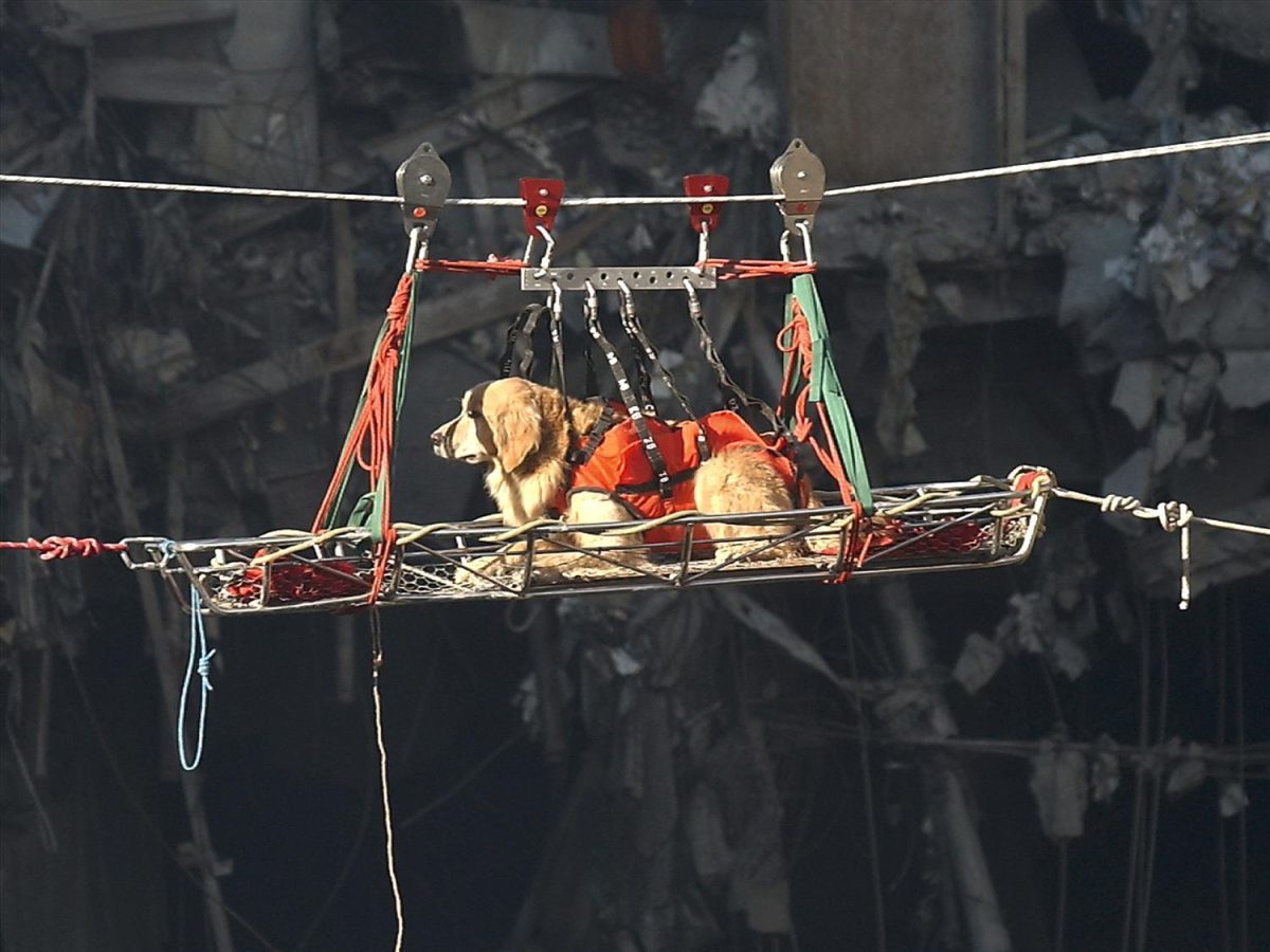 The Canine Heroes of Ground Zero: Remembering 9/11's Search and Rescue Dogs
