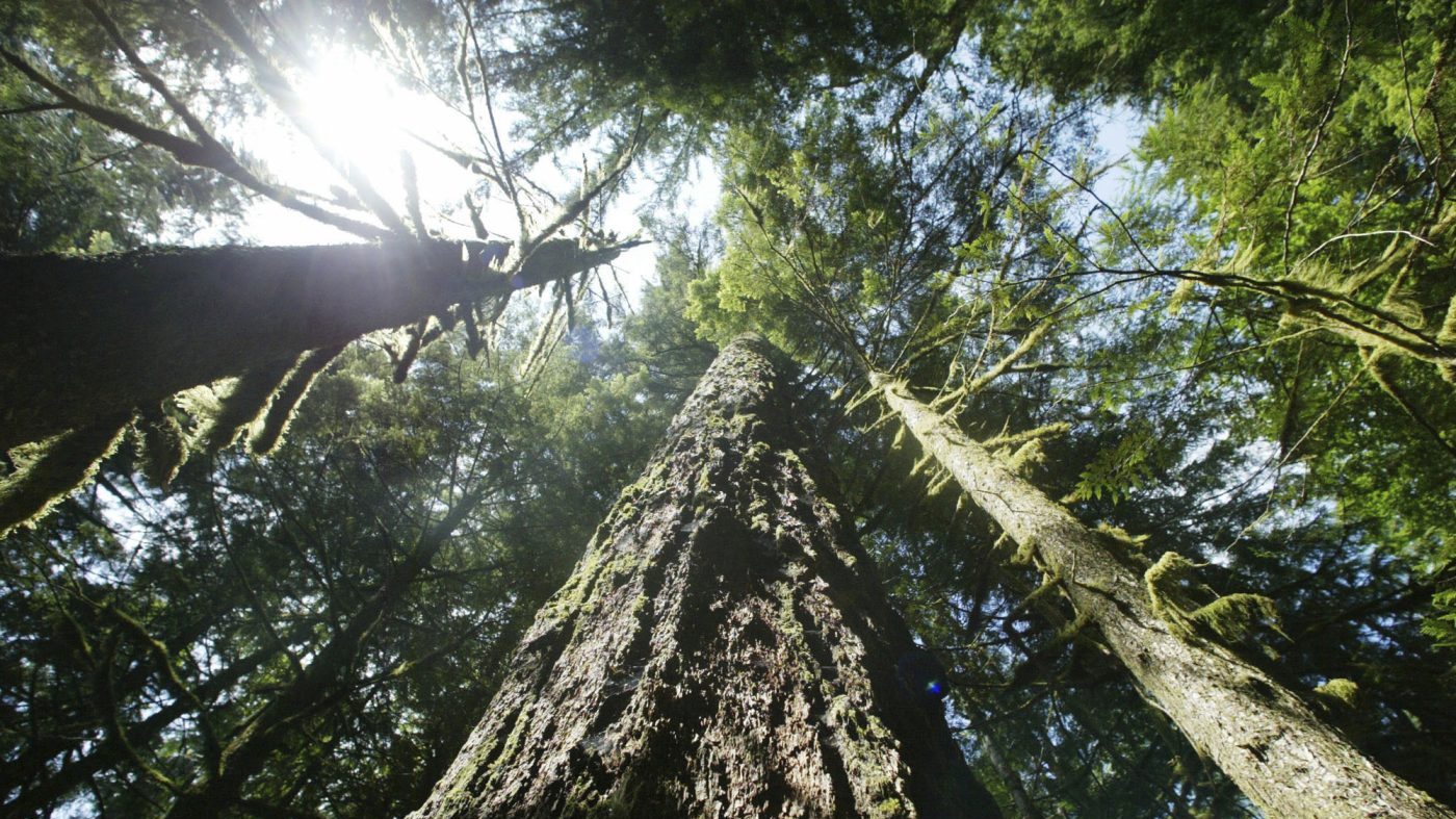 Trump Administration Eliminates Key Habitat Protection for Endangered Species