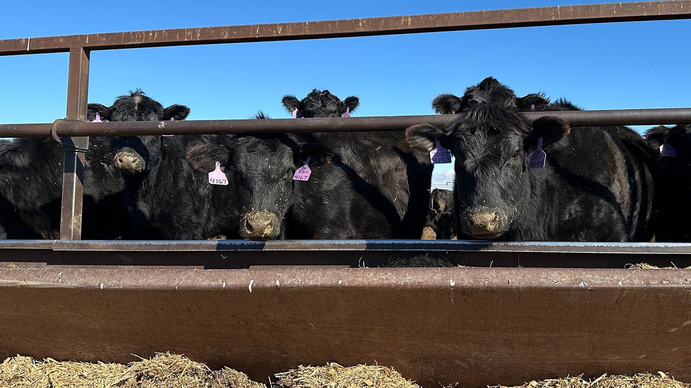 Trump's Beef Import Gambit Draws Fire From Ranchers and GOP
