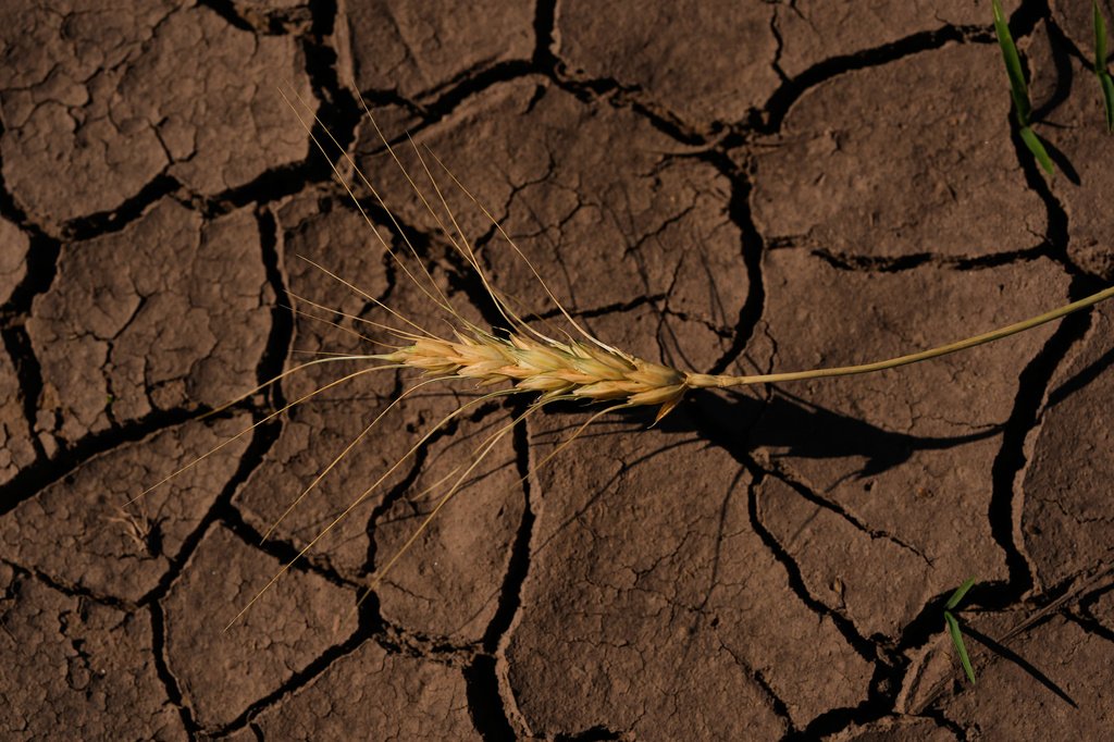 Wheat Production Plunges to 1972 Levels, Grocery Price Hikes Expected